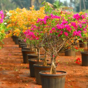 Outdoor Row of Potted Flowering Plants – A Garden Symphony