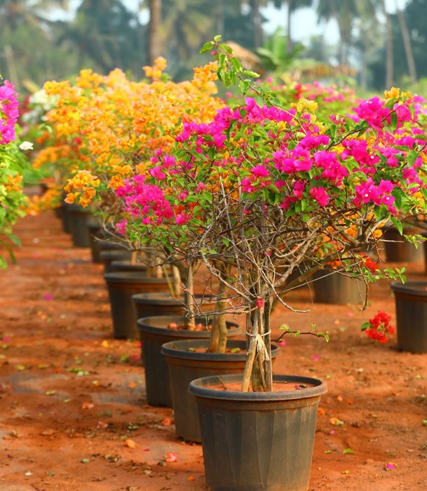 Outdoor Row of Potted Flowering Plants – A Garden Symphony
