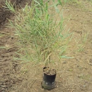Giant Thorny Bamboo Plant (Bambusa bambos)