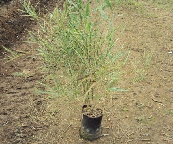 Giant Thorny Bamboo Plant (Bambusa bambos)