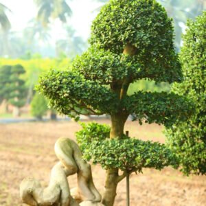Tiered Green Canopy Bonsai