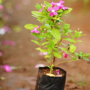 Vibrant Pink Blooming Plant in a Black Pot A Garden Gem