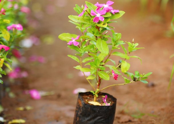 Vibrant Pink Blooming Plant in a Black Pot A Garden Gem