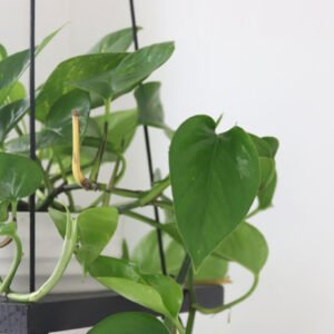 Philodendron Heartleaf Hanging Plant – A Timeless Interior Accent