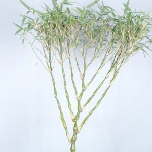 Fan-Shaped Lucky Bamboo