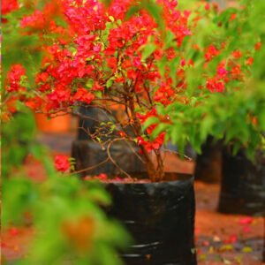 Bougainvillea Plant with Lush Red Blooms – A Nursery Gem