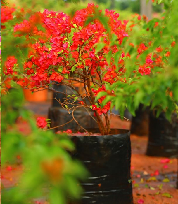 Bougainvillea Plant with Lush Red Blooms – A Nursery Gem