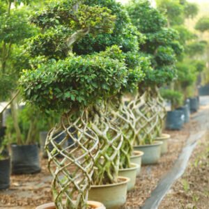 Braided Beauty Ficus Bonsai