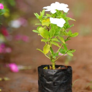 White-Flowered Plant in Black Pot Fresh Simplicity