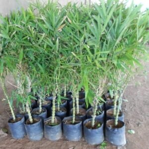 Tulda Bamboo Plant (Bambusa tulda)