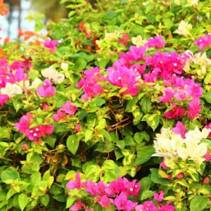 Bush with Multicolor Blooms – A Vibrant Garden Accent