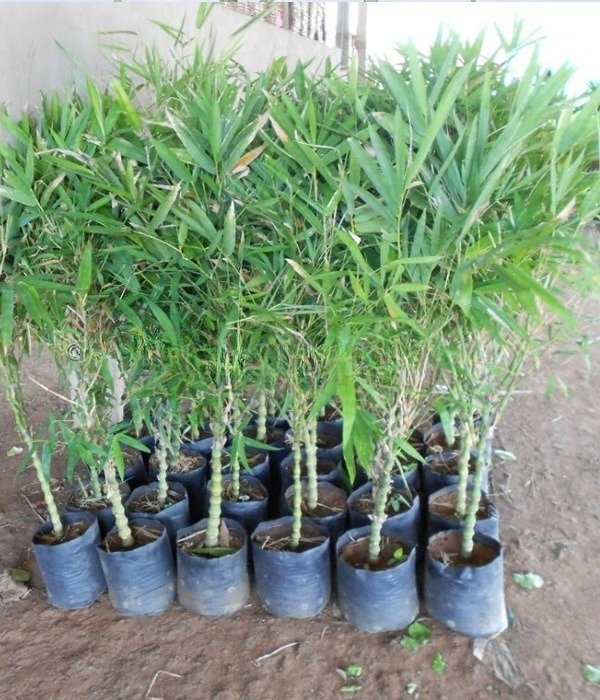 Tulda Bamboo Plant (Bambusa tulda)