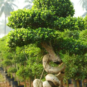 Sculpted Spiral Trunk Bonsai Tree