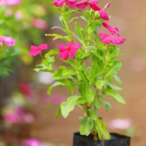 Vibrant Pink Blossoming Plant Nature’s Radiance