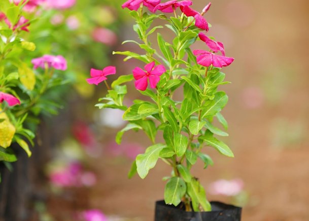 Vibrant Pink Blossoming Plant Nature’s Radiance