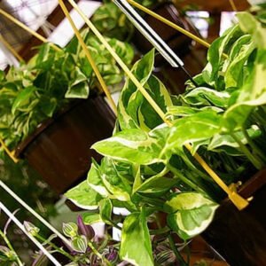 Hanging Green and Variegated Leaf Plant Arrangement