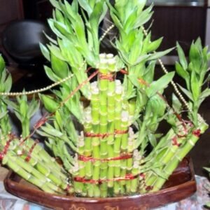 Lucky Bamboo Ship Arrangement