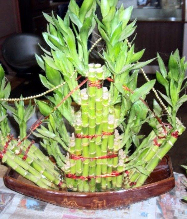 Lucky Bamboo Ship Arrangement