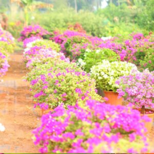 Rows of Vibrant Potted Flowering Plants – A Nursery Showcase