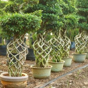 Woven Trunk Bonsai Trees
