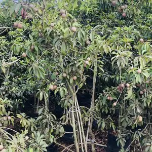 Achras Sapota Cheeku