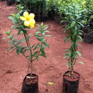 Allamanda CatharticaMini