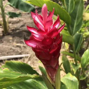 Alpinia Purpurata
