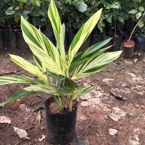 Alpinia Zerumbet Variegata