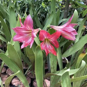Amaryllis- Belladonna