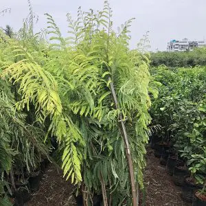 Amla Phyllanthus emblica