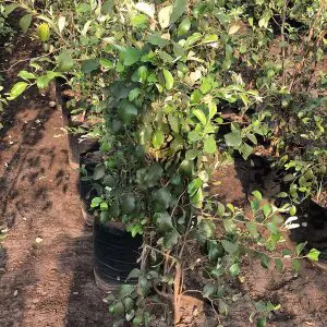 Apple Ber Ziziphus mauritiana