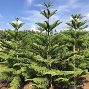 Araucaria Columnaris Christmas Tree