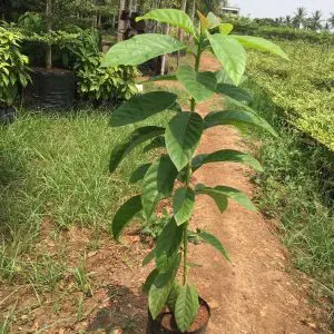 Avocado Persea Americana