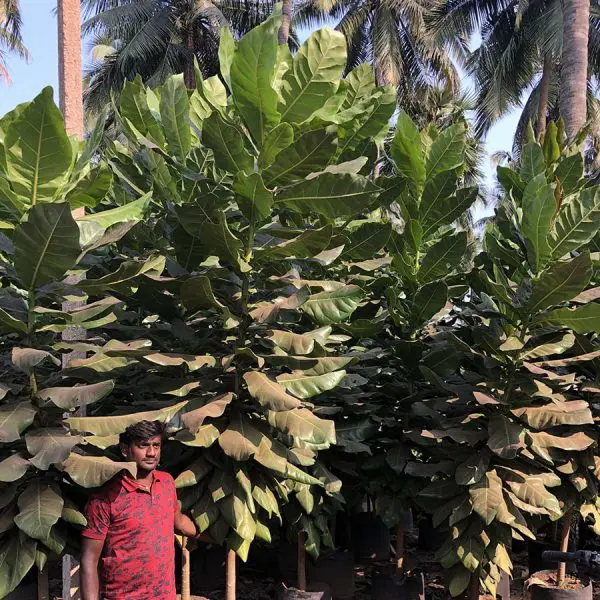 Barringtonia-Asiatica