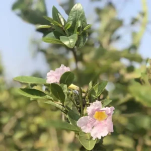 Bignonia Megapotamica