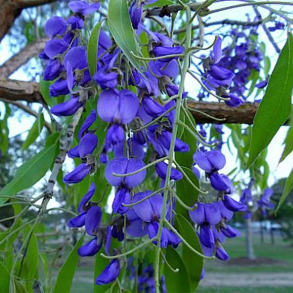 Bolusanthus SpeciosusWisteria