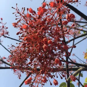 Brachychiton Acerifolius