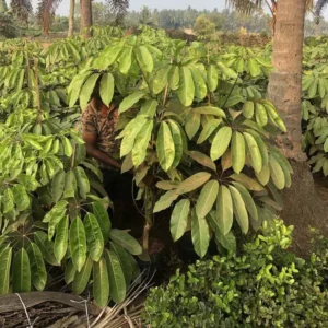Brassia Actinophylla-2