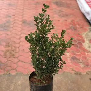 Buxus