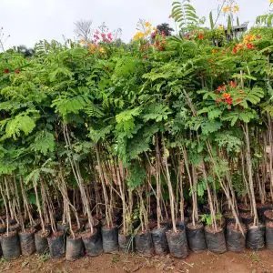Caesalpinia Pulcherrima