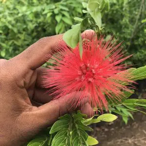 Calliandra Haematocephala