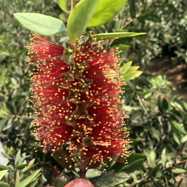 Callistemon-Polandii-2
