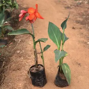 Canna Orange