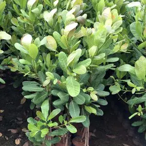Cashew Anacardium occidentale