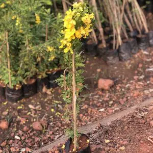 Cassia Biflora