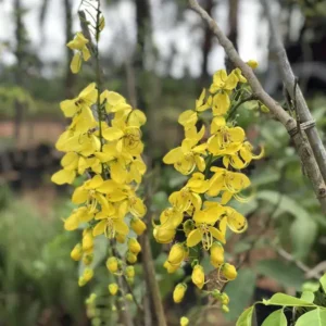 Cassia-Fistula-2