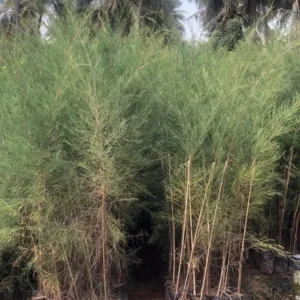 Casuarina-Equisetifolia