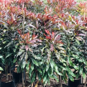 Cerbera-Odollam-Rubra-Red-Pong-Pong-2