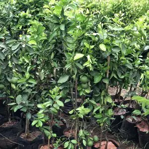 Citrus Limetta Mousamb