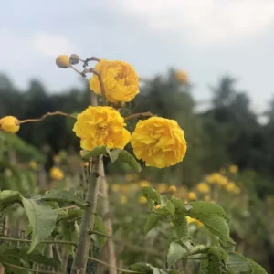 Cochlospermum-Regium-2